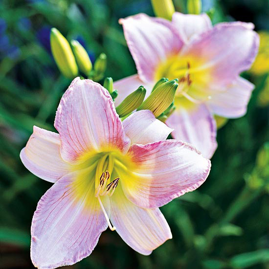 The most beautiful pink flowers in the garden grow - Landscaping The most beautiful pink flowers in the garden grow - Landscaping