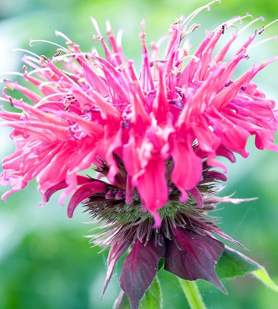 The most beautiful pink flowers in the garden grow - Landscaping The most beautiful pink flowers in the garden grow - Landscaping