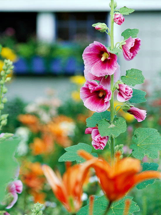 The most beautiful pink flowers in the garden grow - Landscaping The most beautiful pink flowers in the garden grow - Landscaping