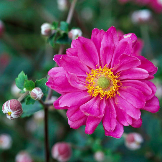 The most beautiful pink flowers in the garden grow - Landscaping The most beautiful pink flowers in the garden grow - Landscaping