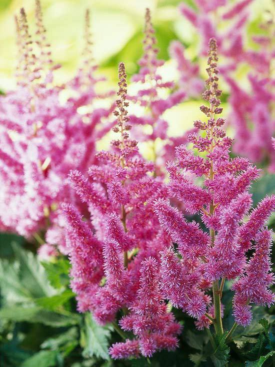 The most beautiful pink flowers in the garden grow - Landscaping The most beautiful pink flowers in the garden grow - Landscaping