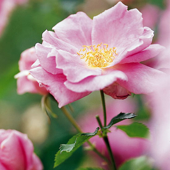 The most beautiful pink flowers in the garden grow - Landscaping The most beautiful pink flowers in the garden grow - Landscaping