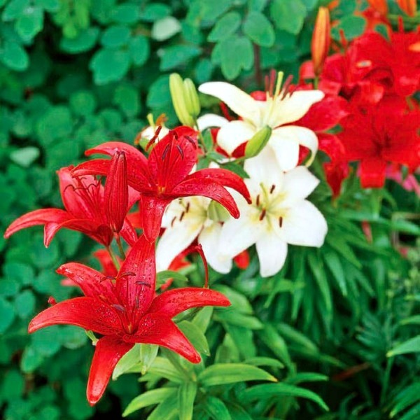 Answers to Your Top Garden questions - useful information for gardeners