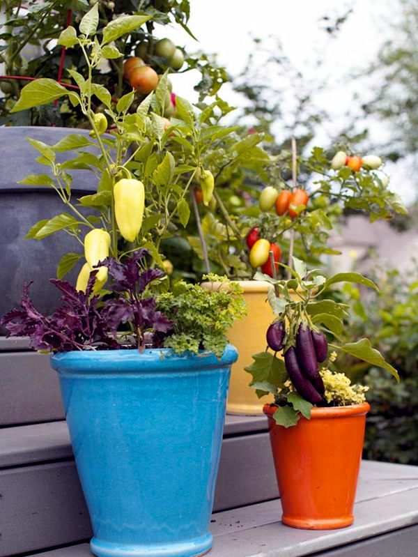 Answers to Your Top Garden questions - useful information for gardeners