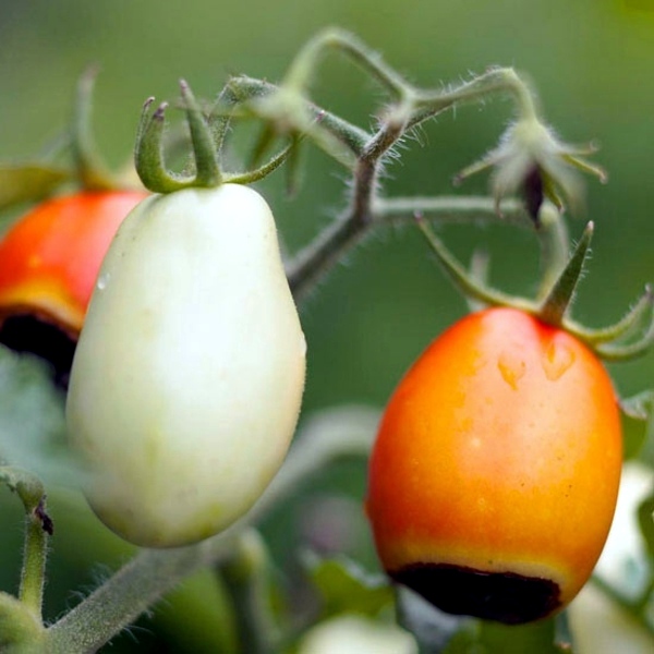 Answers to Your Top Garden questions - useful information for gardeners