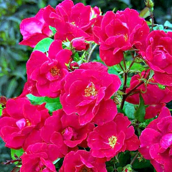 Answers to Your Top Garden questions - useful information for gardeners