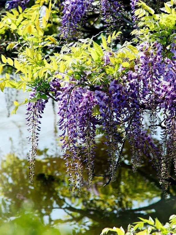 Answers to Your Top Garden questions - useful information for gardeners