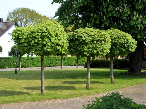 Garten & Pflanzen - Ball maple diseases - maple tree in the garden