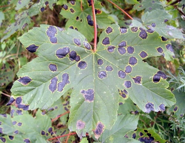 Garten und Landschaftsbau - Ball maple diseases - maple tree in the garden Garten und Landschaftsbau - Ball maple diseases - maple tree in the garden