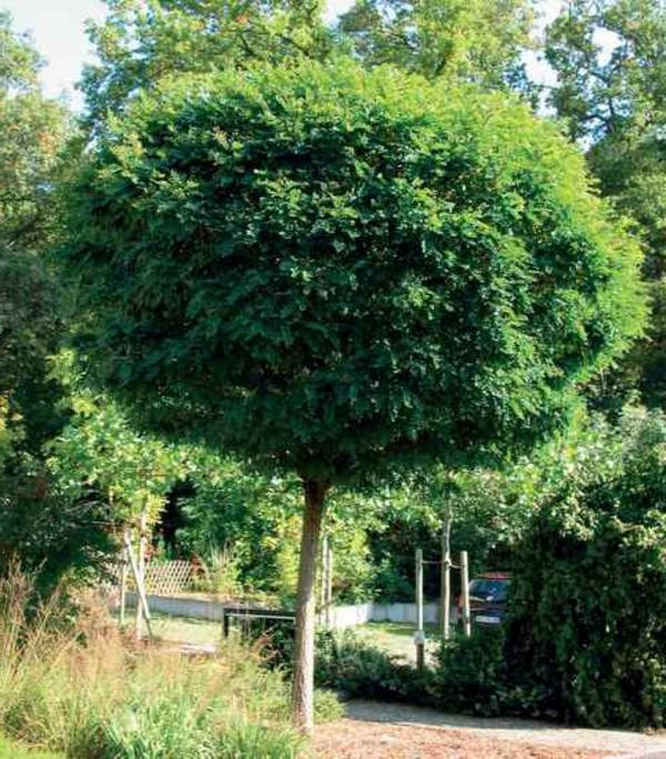 Ball maple diseases - maple tree in the garden
