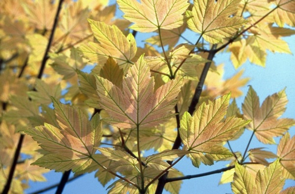 Gartengestaltung - Ball maple diseases - maple tree in the garden Gartengestaltung - Ball maple diseases - maple tree in the garden