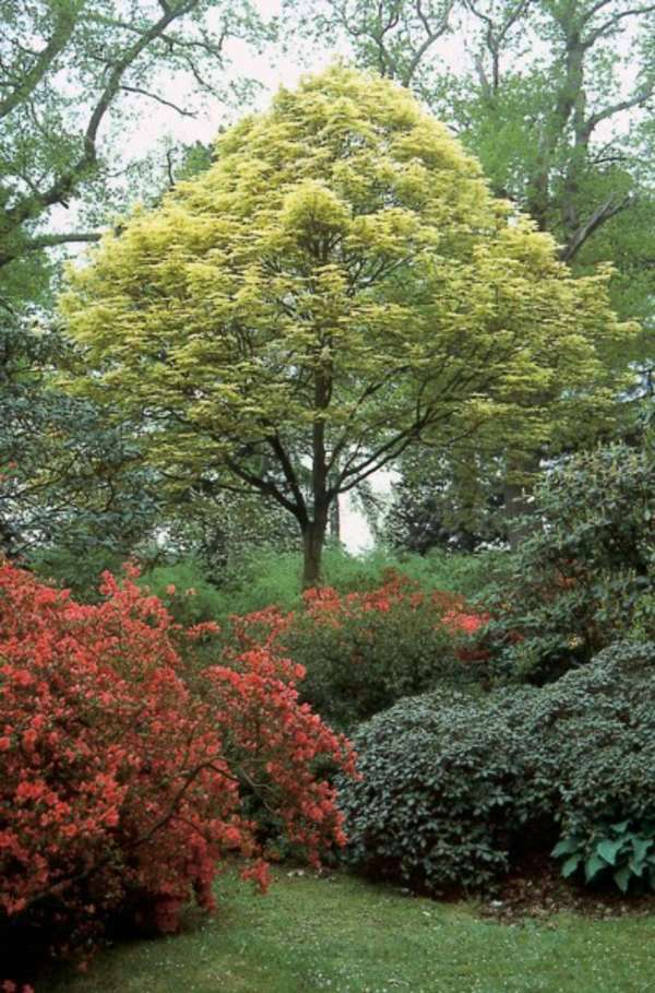 Ball maple diseases â€