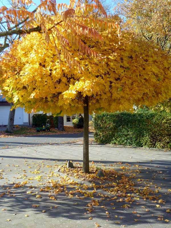 Ball maple diseases – maple tree in the garden Interior ...