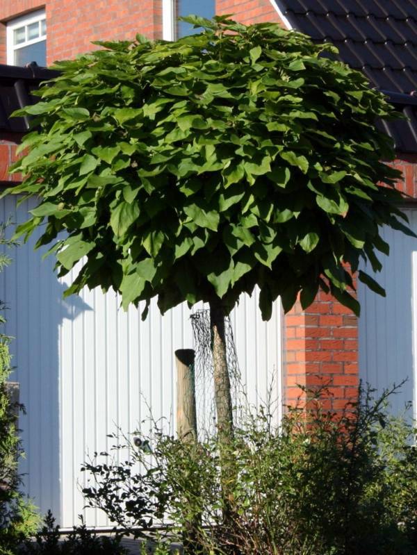Ball maple diseases - maple tree in the garden Ball maple diseases - maple tree in the garden