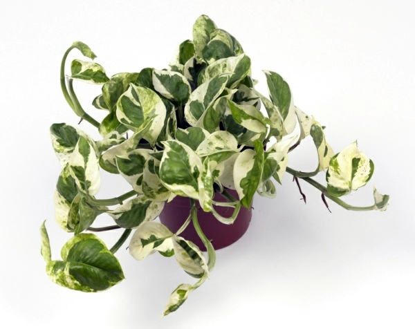 Indoor plants suitable for dark rooms Indoor plants suitable for dark rooms
