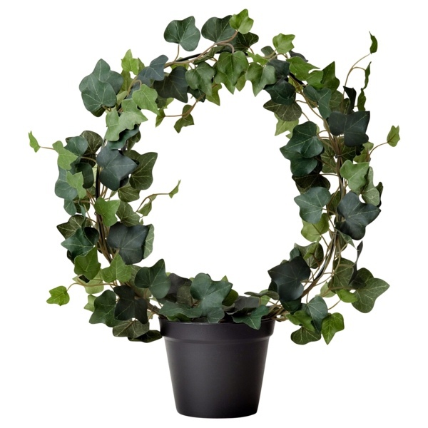 Indoor plants suitable for dark rooms Indoor plants suitable for dark rooms