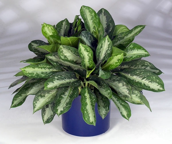 Innenarchitekt - Indoor plants suitable for dark rooms Innenarchitekt - Indoor plants suitable for dark rooms
