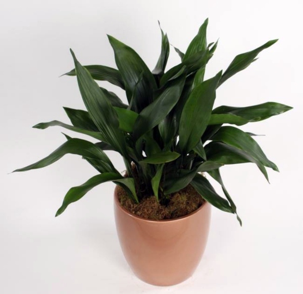 Indoor plants suitable for dark rooms Indoor plants suitable for dark rooms