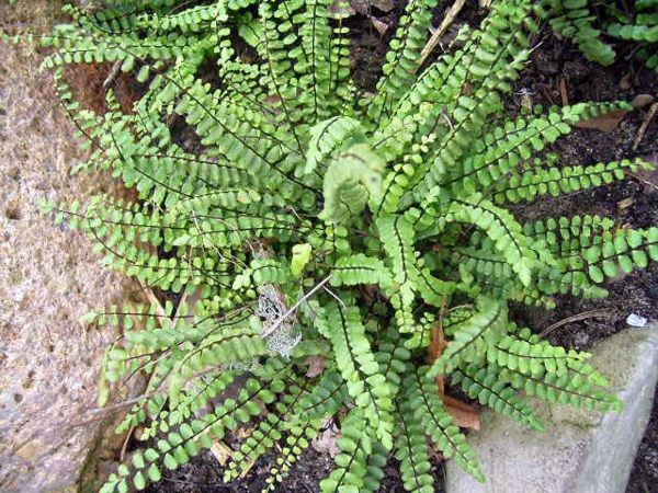 Indoor plants suitable for dark rooms Indoor plants suitable for dark rooms