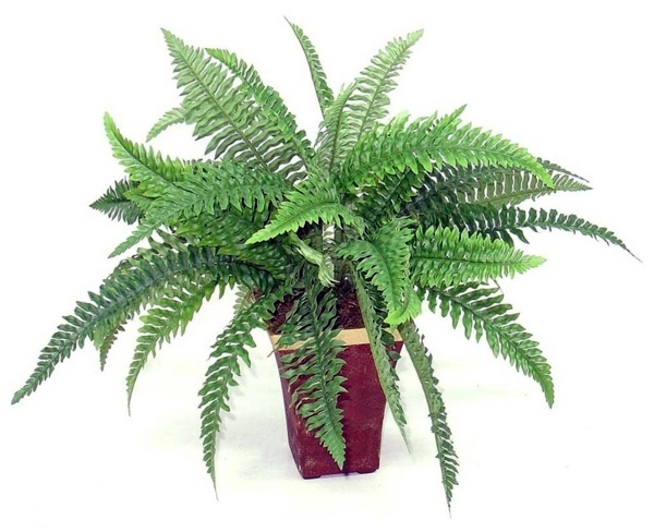 Indoor plants suitable for dark rooms Indoor plants suitable for dark rooms