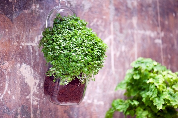 Indoor plants suitable for dark rooms Indoor plants suitable for dark rooms