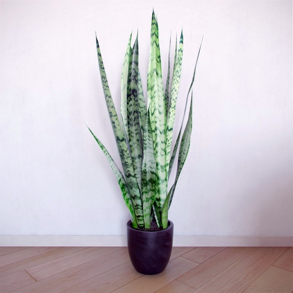 Indoor plants suitable for dark rooms Indoor plants suitable for dark rooms