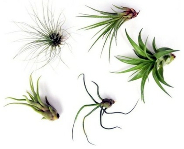 Make terrarium itself - applied art Make terrarium itself - applied art