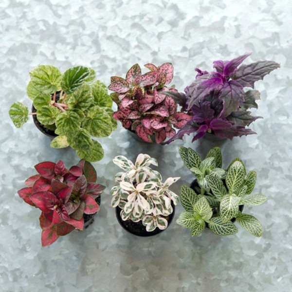 Make terrarium itself - applied art Make terrarium itself - applied art