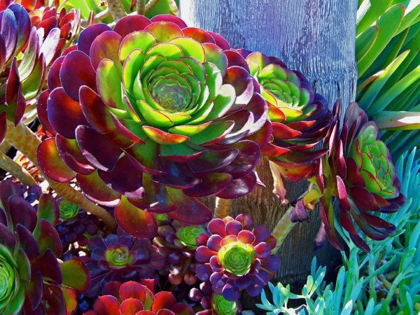 Garten & Pflanzen - Decorative indoor plants - easy care potted plants Garten & Pflanzen - Decorative indoor plants - easy care potted plants