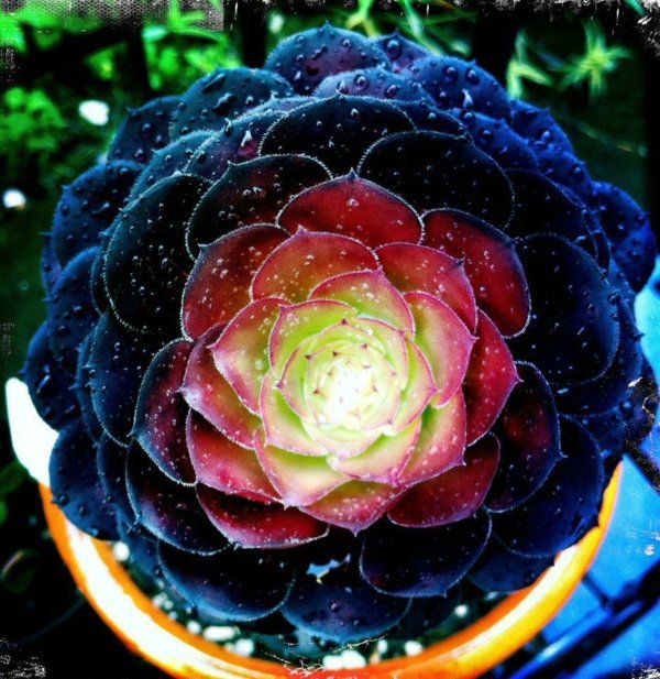 Gartengestaltung - Decorative indoor plants - easy care potted plants Gartengestaltung - Decorative indoor plants - easy care potted plants