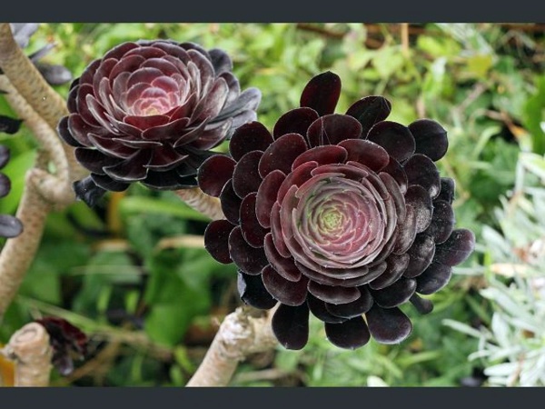 Decorative indoor plants - easy care potted plants Decorative indoor plants - easy care potted plants