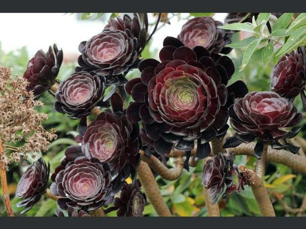 Decorative indoor plants - easy care potted plants Decorative indoor plants - easy care potted plants