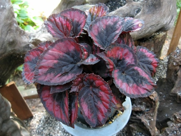 Decorative indoor plants - easy care potted plants Decorative indoor plants - easy care potted plants