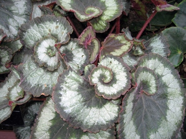 Decorative indoor plants - easy care potted plants Decorative indoor plants - easy care potted plants