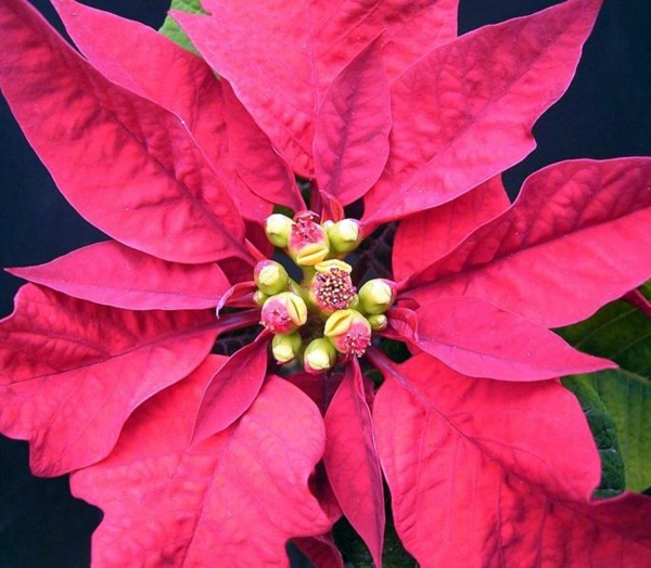 Decorative indoor plants - easy care potted plants Decorative indoor plants - easy care potted plants