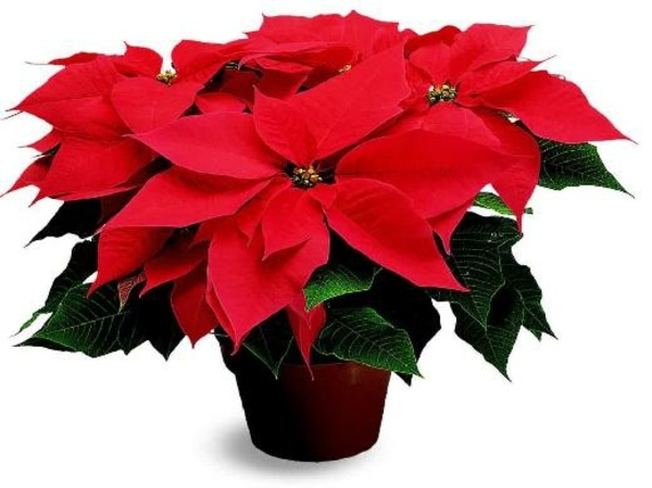 Decorative Indoor Plants Easy Care Potted Plants Interior Design Ideas Avso Org