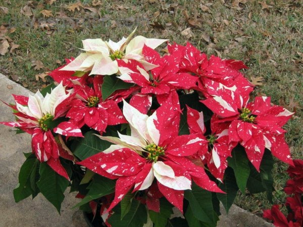 Decorative indoor plants - easy care potted plants Decorative indoor plants - easy care potted plants