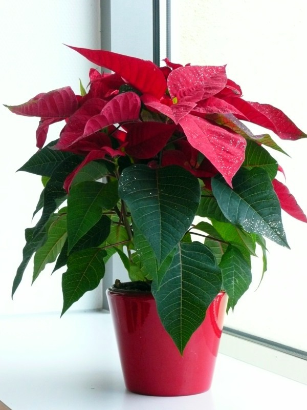 Decorative indoor plants - easy care potted plants Decorative indoor plants - easy care potted plants