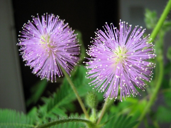 Decorative indoor plants - easy care potted plants Decorative indoor plants - easy care potted plants