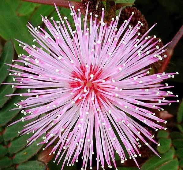 Decorative indoor plants - easy care potted plants Decorative indoor plants - easy care potted plants