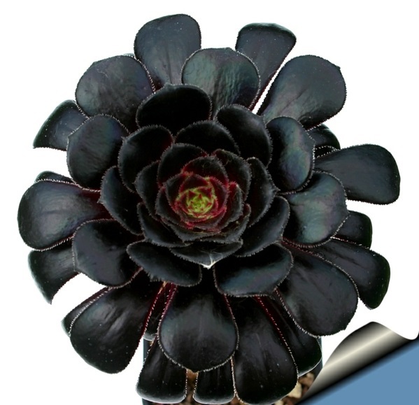 Decorative indoor plants - easy care potted plants Decorative indoor plants - easy care potted plants
