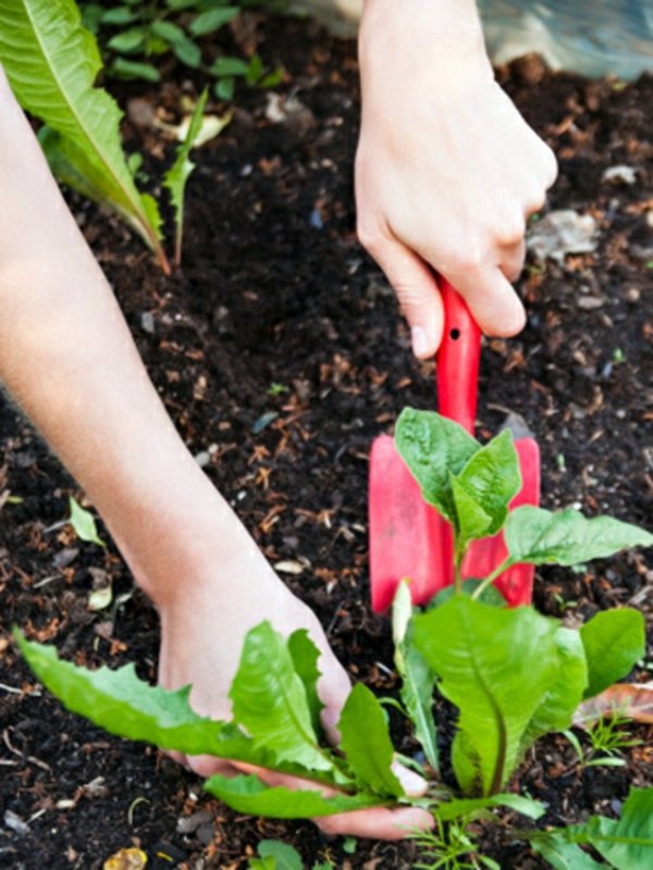 Garten und Landschaftsbau - Weed killer - effective weed control with vinegar, boiling water Garten und Landschaftsbau - Weed killer - effective weed control with vinegar, boiling water