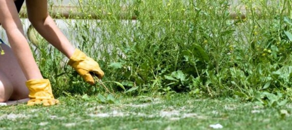 Weed killer - effective weed control with vinegar, boiling water