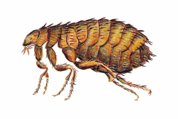 Selber machen - Fleas in the House - What helps against fleas?