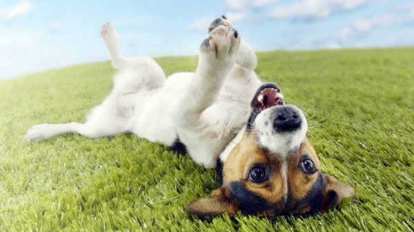 Fleas in the House - What helps against fleas?