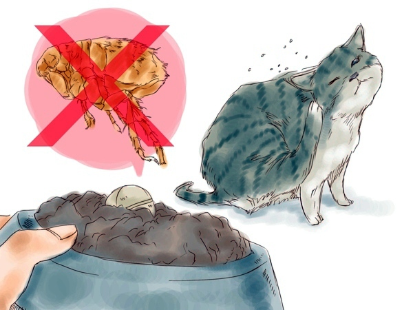 Fleas in the House - What helps against fleas?