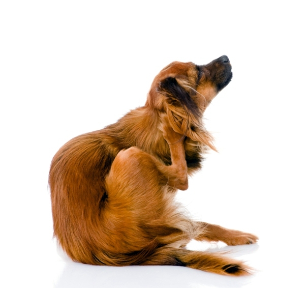 Fleas in the House - What helps against fleas?