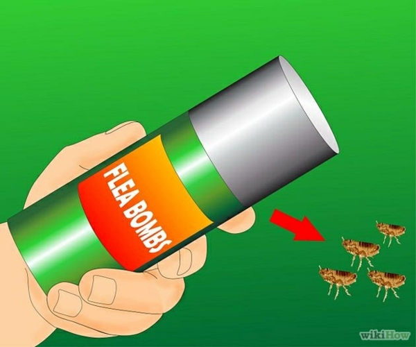 Fleas in the House - What helps against fleas? Fleas in the House - What helps against fleas?
