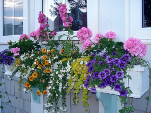 Flower boxes at the windows in different styles