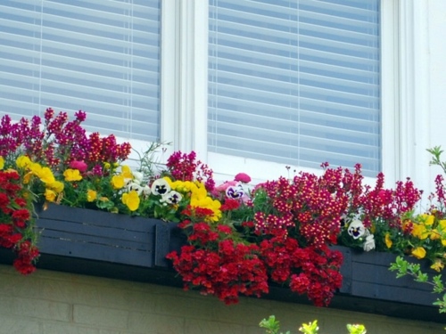 Flower boxes at the windows in different styles